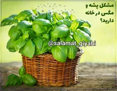 مشکل پشه و مگس در خانه دارید ؟