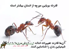 مورچه‌ها، بوی یکدیگر را با استفاده از حسگرهایی در آنتن‌ها