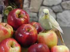 عکس زیبایی از مرغ عشق و سیبها 