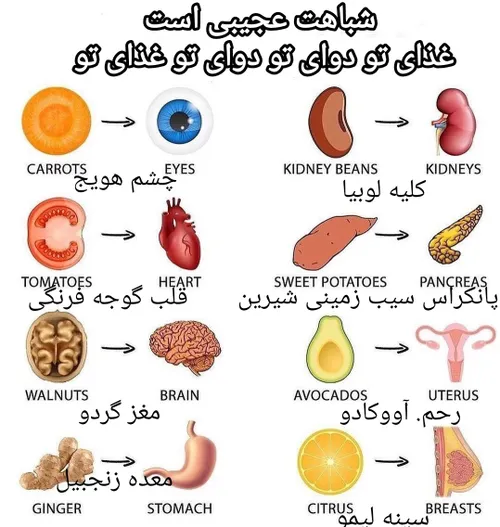 هیچ چیز در خلقت بی حکمت نیست.