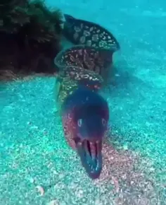 مارماهی مدیترانه‌ای (Mediterranean moray) گونه‌ای ماهی از