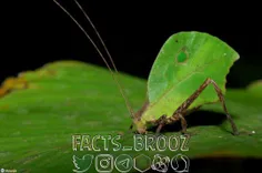 در جنگل آمازون بیش از 2.5 میلیون گونه مختلف از حشرات زیست