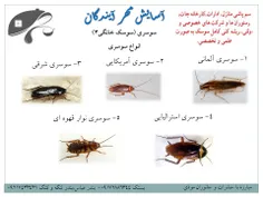 از بین بردن حشرات و جانوران موذی