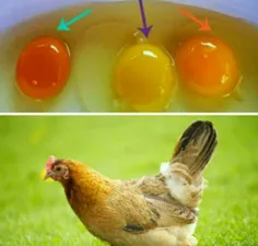 رنگ زرده تخم مرغ به غذای مرغ بستگی دارد هرچه پررنگ باشد (