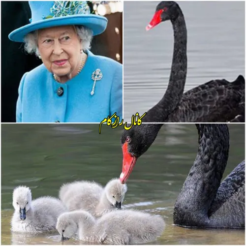 می دانستید قوی سیاه وجود دارد ؟ باید بدانید ملکه الیزابت 