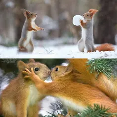 از پدیده های عجیب طبیعت برف بازی سنجاب هاست که شبیه انسان