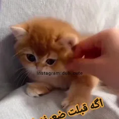 ندا به من نگفتی یلدات مبارک منم برات کلیپ گذاشتم 🤣🤣🤣🤣🤣🤣🤣🤣