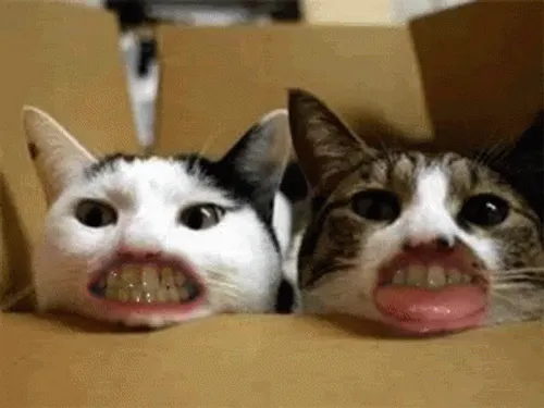 اگه گربه ها دندون آدمارو داشتن جهان ترسناک می شد!!! ⁦🤦‍♂️