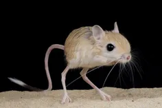 طول بدن موش های دوپای کوتوله ی بلوچستان معمولاً به ۴/۳ سا