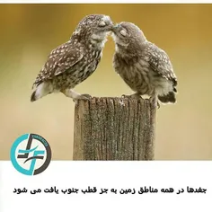 #naturefarsifacts #طبیعت