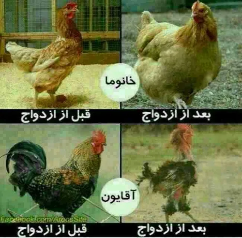 خخخخخخخخ