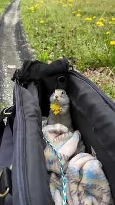 عاشق قاصدک کوچولو. 🐿️