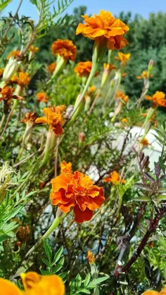 مجادله‌ی بین عقل و احساس،