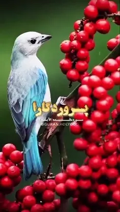 دعائی زیبا از کلام الله