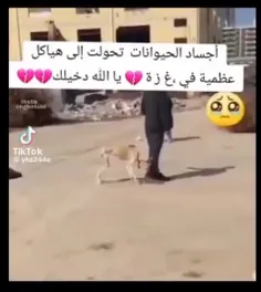 به دلیل گرسنگی و کمبود آب در غزه درحال محاصره حیوانات تبد