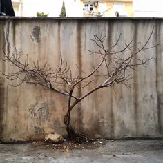 #dailytehran #street #tree #wall #winter #city #world #sa