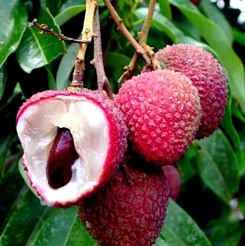 لیچی چین هند تایوان جالب قرمز عجیب ترین میوه های دنیا کپی