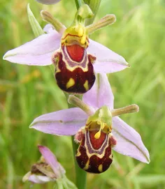 6. بامبلبی (Bumble bee) خندان (Ophrys Bomybliflora)