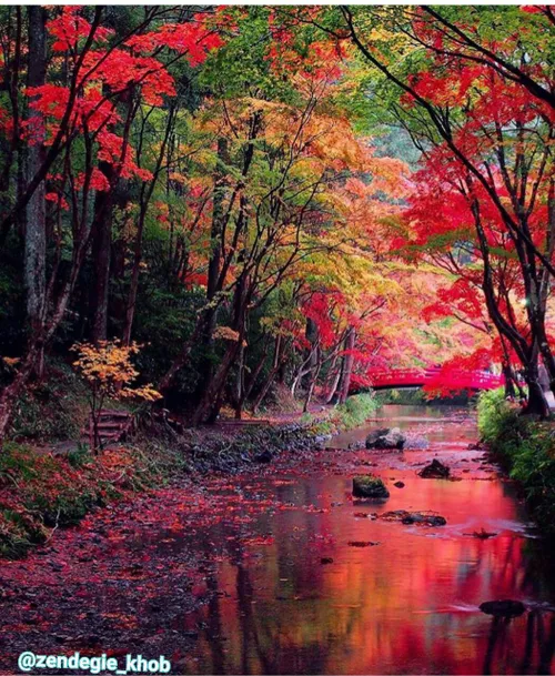 پاییز هزار رنگ در ژاپن
