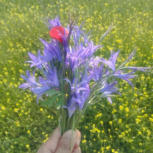 گل زیبا