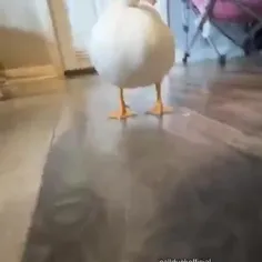 #طنز