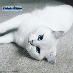 کوبی نام گربه‌ای که زیباترین چشمان جهان را دارد