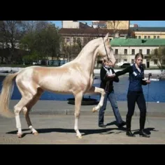 زیبا ترین و گران ترین اسب دنیا
