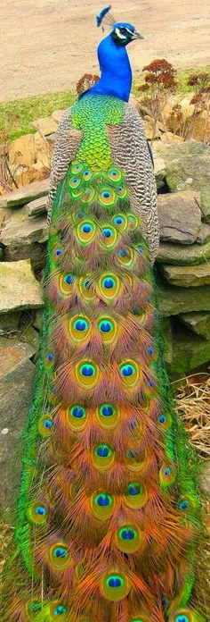 طاووس زیبا