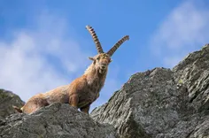 یُعدّ "الوعل الألبی" أحد أنواع الماعز الجبلیة البریة التی