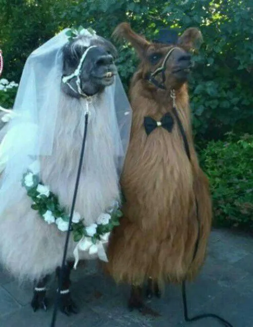 چه عروسیی بشه：)