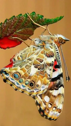 #butterfly