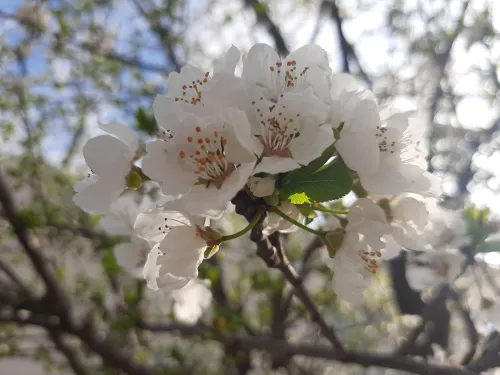 زیبایی بهار طبیعت