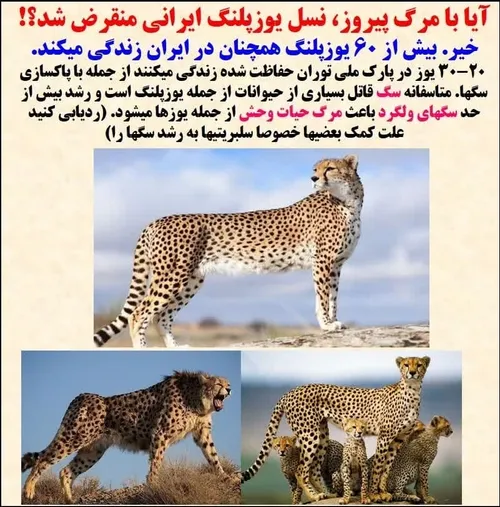 🔴 آیا با مرگ پیروز، نسل یوزپلنگ ایرانی منقرض شد؟!