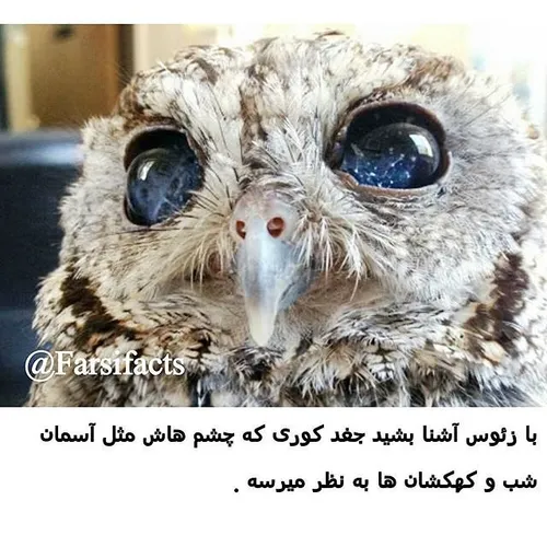 زئوس جغد پت naturefarsifacts