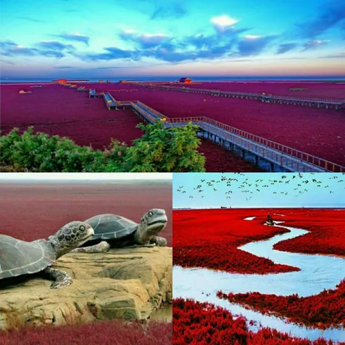 تصویری زیبا از ساحل پانیجین یا ساحل سرخ، چین