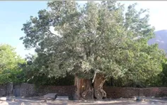 کهن سال ترین درخت پسته جهان با قدمت 150 سال در روستای اود