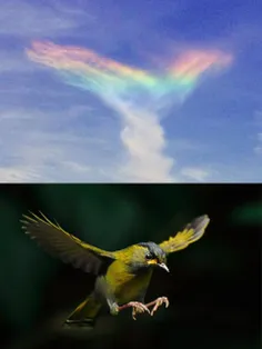رنگین کمان پرنده شکل !  زمانی که ابرهای سیروس (ابر با لای