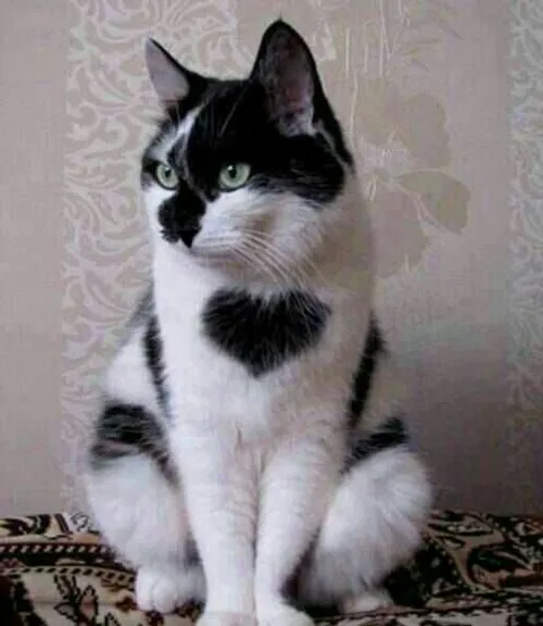 گربه ای که روی سینه اش عکس قلب دارد