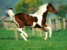 اسب های زیبا