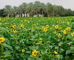 شهرستان دشتستان، مزرعه گل های آفتابگردان در حومه شهر براز