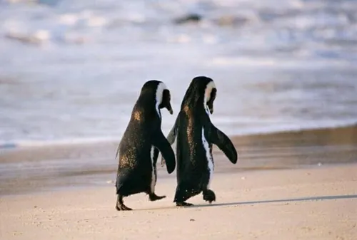 تصاویر عاشقانه مهربانو پنگوئن کپی با ذکر صلوات جهت سلامتی