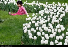 جشنواره لاله‌ها در باغ گل های بوستان شهید چمران کرج