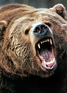 خرس ها ردیاب های فوق العاده قوی هستند، آنها می توانند بوی
