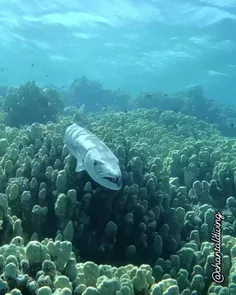 باراکودای بزرگ Great barracuda سرده‌ای متشکل از 27 گونه ا