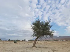 امیدوارم کسی رو پیدا کنید که مثل شاملو اینجوری نوازش کردن