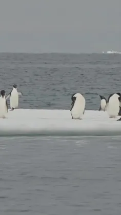 مسابقه پرش ارتفاع پنگوئن‌ها 😍