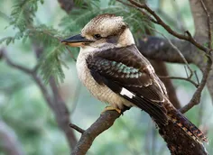 "کوکابورای خندان" پرنده‌ای بومی استرالیاست که صدایش شبیه 