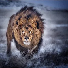 شیر سلطان جنگل 