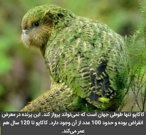 حیوانات darya73 27182659 - عکس ویسگون