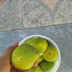 انجیرایی که خودم چیدم😍 